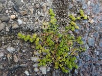 Herniaria glabra 27, Kaal breukkruid, Saxifraga-Ed Stikvoort