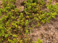 Herniaria glabra 5, Kaal breukkruid, Saxifraga-Peter Meininger