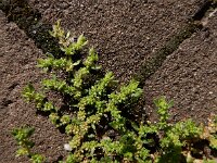 Herniaria hirsuta 11, Behaard breukkruid, Saxifraga-Ed Stikvoort