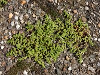 Herniaria hirsuta 14, Behaard breukkruid, Saxifraga-Ed Stikvoort