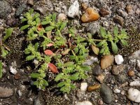 Herniaria hirsuta 16, Behaard breukkruid, Saxifraga-Ed Stikvoort
