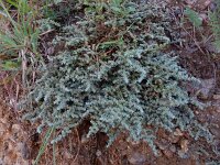 Herniaria incana 7, Saxifraga-Ed Stikvoort