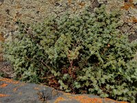 Herniaria incana 8, Saxifraga-Ed Stikvoort