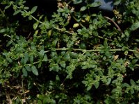Herniaria litardierei