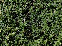 Herniaria litardierei 3, Saxifraga-Ed Stikvoort : Halsters Laag A900