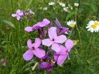 Hesperis matronalis 18, Damastbloem, Saxifraga-Rutger Barendse