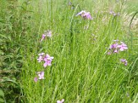 Hesperis matronalis 20, Damastbloem, Saxifraga-Rutger Barendse