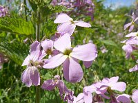 Hesperis matronalis 29, Damastbloem, Saxifraga-Hans Grotenhuis