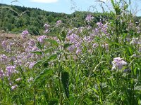 Hesperis matronalis 30, Damastbloem, Saxifraga-Hans Grotenhuis