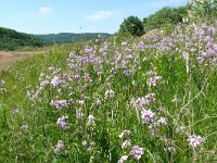 Hesperis matronalis 31, Damastbloem, Saxifraga-Hans Grotenhuis
