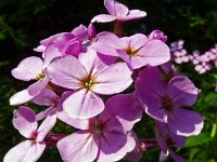 Hesperis matronalis 34, Damastbloem, Saxifraga-Hans Grotenhuis