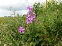Hesperis matronalis 9, Damastbloem, Saxifraga-Peter Meininger