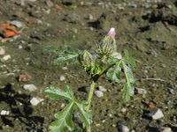 Hibiscus trionum 3, Saxifraga-Rutger Barendse
