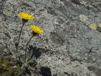 Hieracium alpinum, Alpine Hawkweed