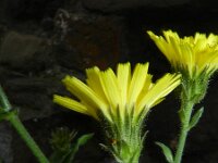 Hieracium amplexicaule 10, Stengelomvattend havikskruid, Saxifraga-Rutger Barendse