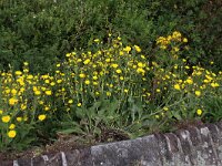 Hieracium amplexicaule 2, Stengelomvattend havikskruid, Saxifraga-Peter Meininger