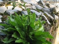 Hieracium amplexicaule 3, Stengelomvattend havikskruid, Saxifraga-Rutger Barendse