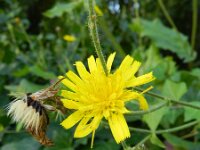 Hieracium amplexicaule 4, Stengelomvattend havikskruid, Saxifraga-Rutger Barendse