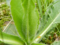 Hieracium amplexicaule 5, Stengelomvattend havikskruid, Saxifraga-Rutger Barendse