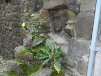 Hieracium amplexicaule 7, Stengelomvattend havikskruid, Saxifraga-Rutger Barendse
