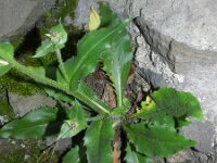 Hieracium amplexicaule 8, Stengelomvattend havikskruid, Saxifraga-Rutger Barendse