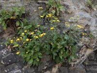 Hieracium sect Amplexicaulia 20, Stengelomvattend havikskruid, Saxifraga-Ed Stikvoort