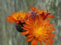 Hieracium aurantiacum 6, Oranje havikskruid, Saxifraga-Ed Stikvoort