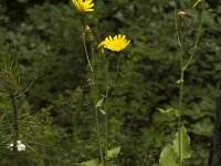 Hieracium caesium 5, Saxifraga-Jan van der Straaten