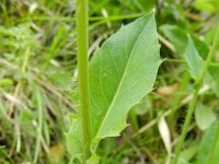 Hieracium cordifolium 2, Saxifraga-Rutger Barendse