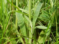 Hieracium cymosum 4, Saxifraga-Rutger Barendse