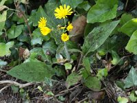 Hieracium glaucinum 4, Vroeg havikskruid, Saxifraga-Peter Meininger