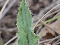 Hieracium glaucinum 5, Vroeg havikskruid, Saxifraga-Rutger Barendse