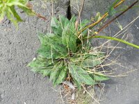 Hieracium glaucinum 7, Vroeg havikskruid, Saxifraga-Rutger Barendse