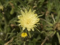 Hieracium intybaceum 2, Saxifraga-Jan van der Straaten