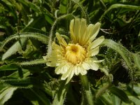 Hieracium intybaceum 4, Saxifraga-Ed Stikvoort
