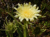 Hieracium intybaceum 5, Saxifraga-Ed Stikvoort