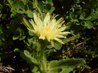 Hieracium intybaceum 6, Saxifraga-Ed Stikvoort