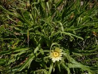 Hieracium intybaceum 9, Saxifraga-Ed Stikvoort