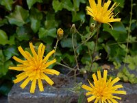 Hieracium maculatum 12, Gevlekt havikskruid, Saxifraga-Ed Stikvoort