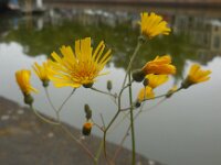 Hieracium maculatum 14, Gevlekt havikskruid, Saxifraga-Ed Stikvoort