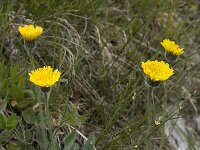 Hieracium pilosum 3, Saxifraga-Willem van Kruijsbergen