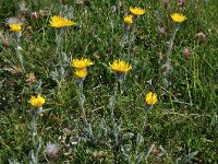 Hieracium pilosum 4, Saxifraga-Harry Jans