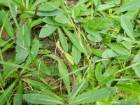 Hieracium praealtum 2, Grijs havikskruid, Saxifraga-Rutger Barendse