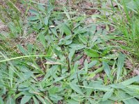 Hieracium praealtum 3, Grijs havikskruid, Saxifraga-Rutger Barendse