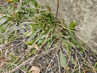 Hieracium praealtum 4, Grijs havikskruid, Saxifraga-Rutger Barendse