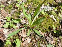 Hieracium praealtum 5, Grijs havikskruid, Saxifraga-Rutger Barendse