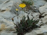 Hieracium saussureoides 5, Saxifraga-Jan van der Straaten