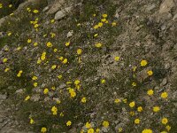 Hieracium staticifolium 10, Saxifraga-Willem van Kruijsbergen