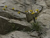 Hieracium staticifolium 11, Saxifraga-Willem van Kruijsbergen