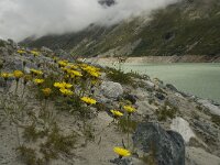 Hieracium staticifolium 16, Saxifraga-Willem van Kruijsbergen